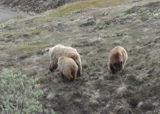 Jour 17 - Fairbanks  - Healy (177 km)