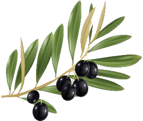 olive provence
