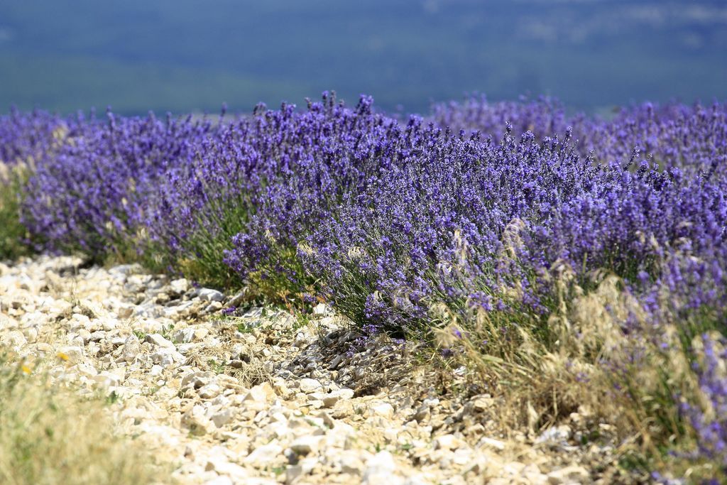 4 voyage moto provence luberon mont ventoux