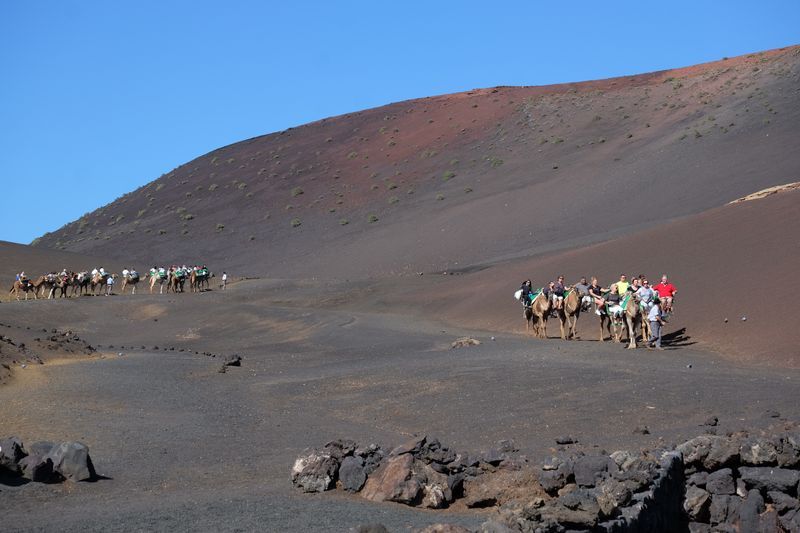 dromadaire desert lanzarote