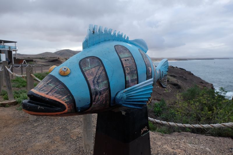 fuerteventura poisson voyage canaries