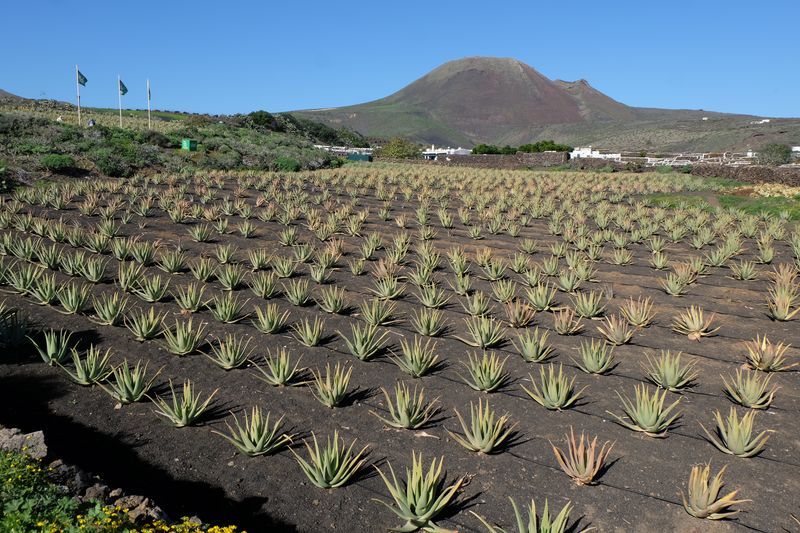 lanzarote aloe vera voyage