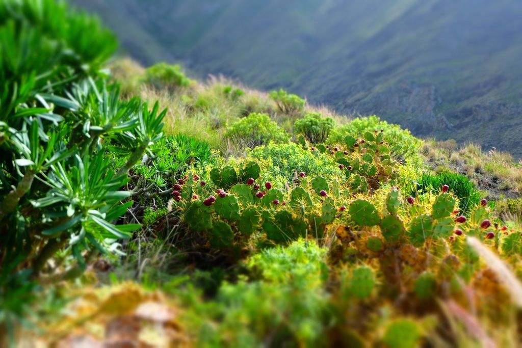 canaries cactus route gc200