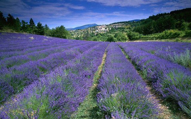lavander field self guided motorcycle tour provence