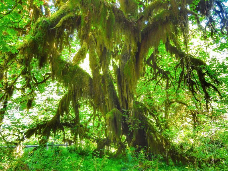 Rain forest, Olympic NP