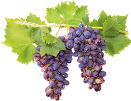 vin loire vigne