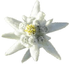 edelweiss