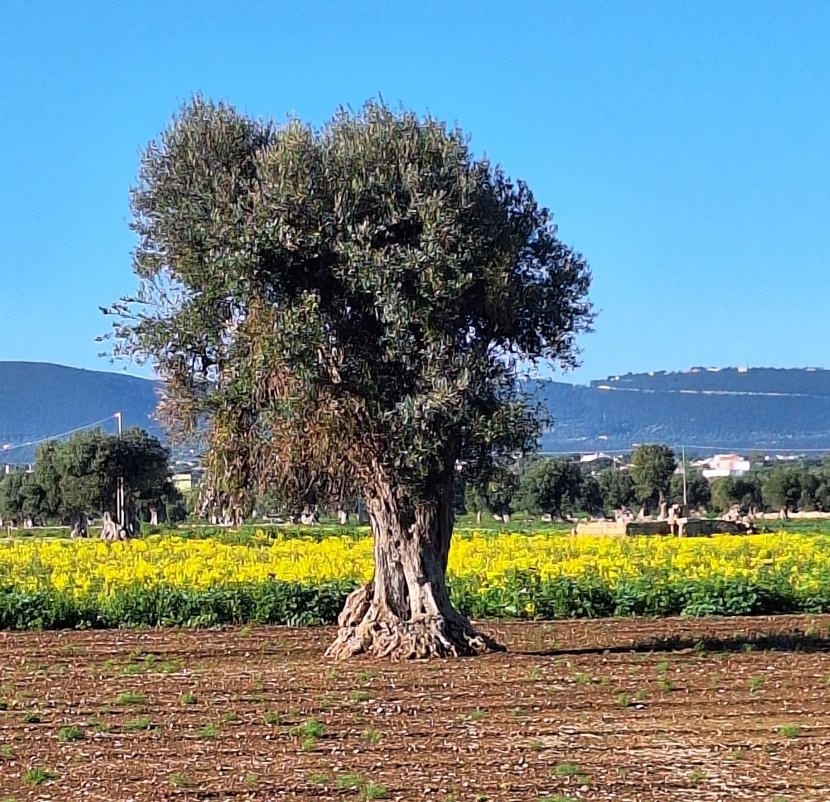 Voyage moto dans les Pouilles : olivier à Monopoli